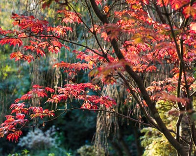 Com os bordos do Japo ter um ambiente oriental