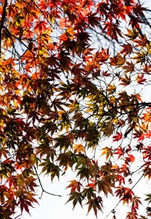 Com os bordos do Japo ter um ambiente oriental