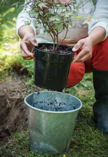 Com os bordos do Japo ter um ambiente oriental