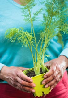 As plantas aromticas