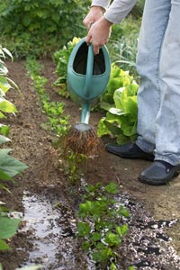 As maceraes: preparaes naturais