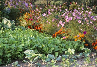 Conjugue os legumes com as flores