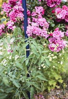 Conjugue os legumes com as flores