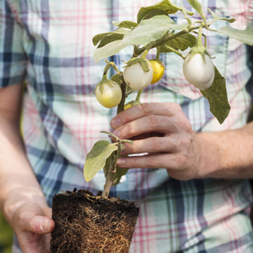 Colha o mximo de legumes em vaso