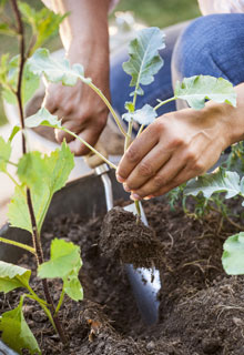 Colha o mximo de legumes em vaso