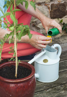 Colha o mximo de legumes em vaso