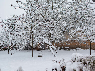 Neve no jardim : que fazer ?