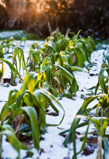 Neve no jardim : que fazer ?