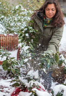 Neve no jardim : que fazer ?