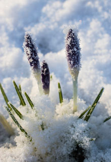 Neve no jardim : que fazer ?