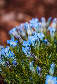 Neve no jardim : que fazer ?