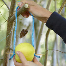 Alimentar os pssaros do jardim, til e ecolgico