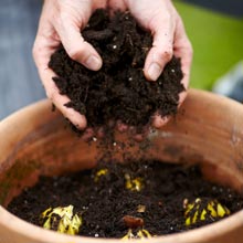 Plantao dos bolbos de Primavera em vaso