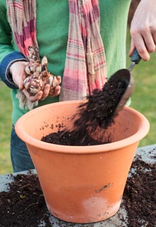 Plantao dos bolbos de Primavera em vaso