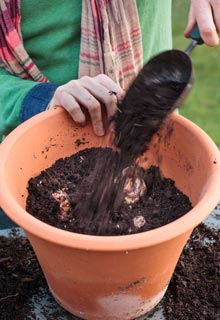 Plantao dos bolbos de Primavera em vaso