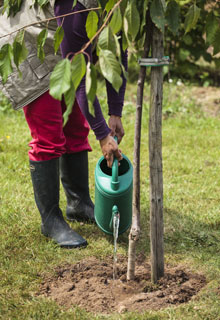 Plantao de uma rvore de fruto