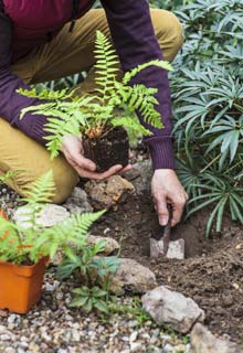 Plantao das plantas perenes no Outono