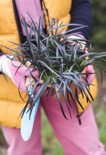 Plantao das plantas perenes no Outono