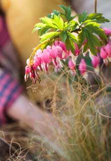 Plantao das plantas perenes no Outono