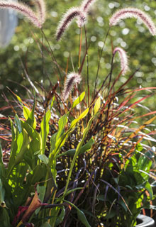 As plantas verticais em vaso