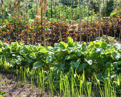 Que fazer na horta durante a Primavera ?