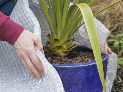 Proteger as plantas nos vasos do frio