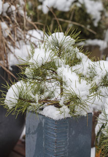 Proteger as plantas nos vasos do frio