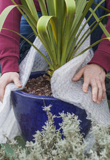 Proteger as plantas nos vasos do frio