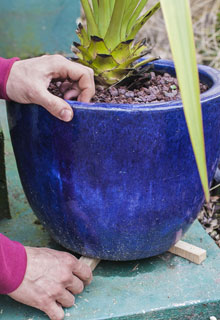 Proteger as plantas nos vasos do frio