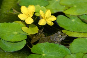 Porqu um jardim vivo?