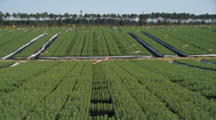 Produo de jovens plantas de Pinheiro bravo