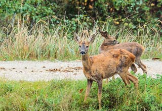 Como proteger los rvores das pragas ?