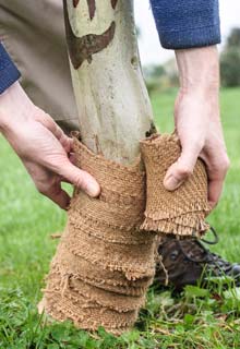 Como proteger los rvores das pragas ?