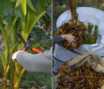 Proteger as plantas do frio