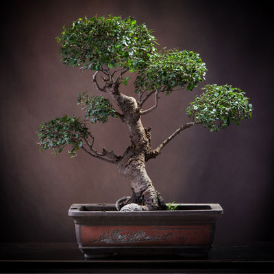 O transplante do bonsai