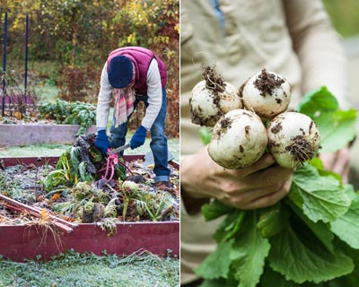 Semeie os legumes de Inverno