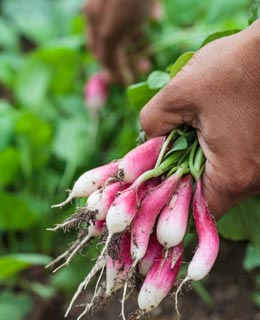 Semeie os legumes da Primavera (ao ar livre)