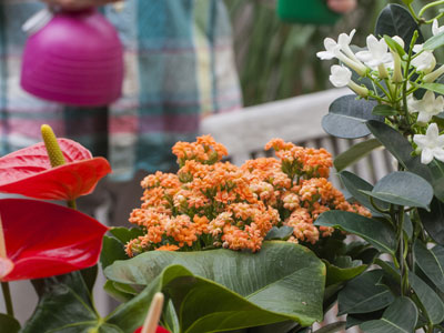 Cuidar das plantas de interior no Inverno