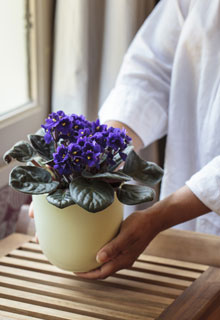 Cuidar das plantas de interior no Inverno