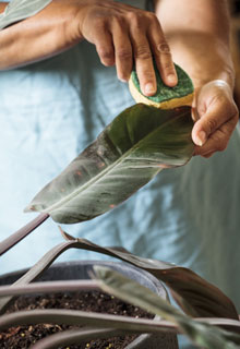 Cuidar das plantas de interior no Inverno