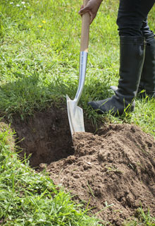 Estabilizar um talude graas s plantas