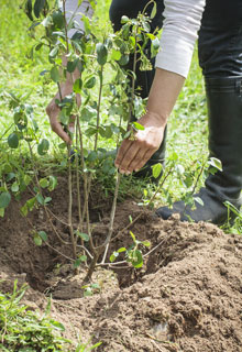 Estabilizar um talude graas s plantas