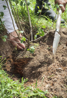 Estabilizar um talude graas s plantas