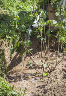 Estabilizar um talude graas s plantas