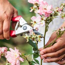 Poda das plantas com flores