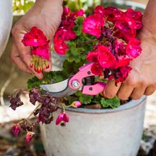 Poda das plantas com flores