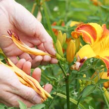 Poda das plantas com flores