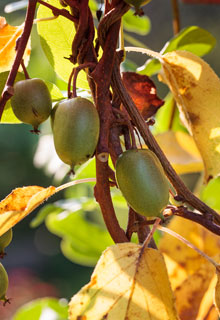 A poda de Inverno das trepadeiras com fruto