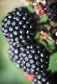 A poda de Inverno das trepadeiras com fruto