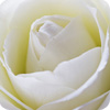 Roseiras Brancas